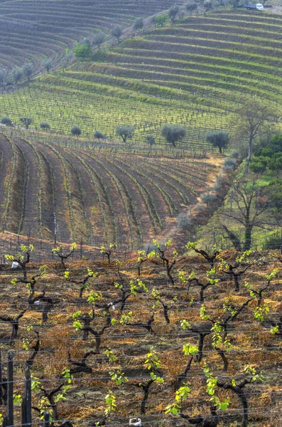 Portekiz kırsalında manzara