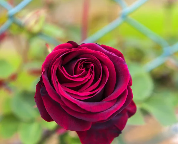 Rose Flower Park Spring — Stock Photo, Image