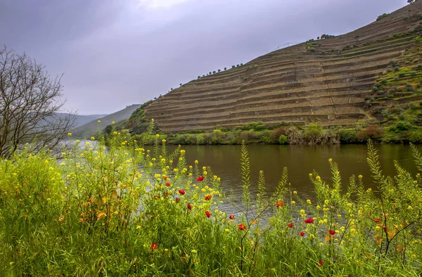 Wiosną Winnice Dolinie Rzeki Douro — Zdjęcie stockowe