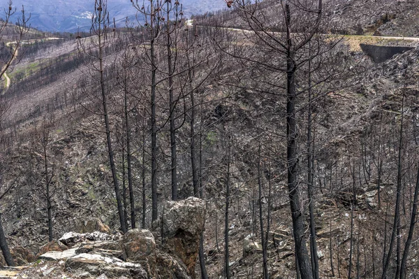 Portekiz kırsalında yanmış bölgeler
