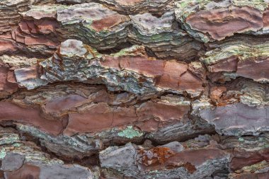 Kahverengi ve gri ağaç kabuğu arkaplanı