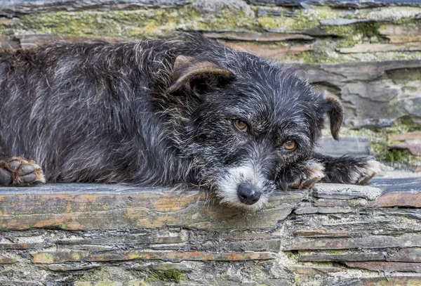 Starý Pes Ulicích Staré Vesnice Piodao Portugalsko — Stock fotografie