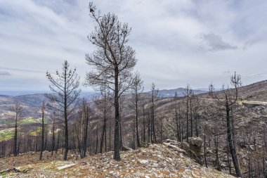 Portekiz kırsalındaki şiddetli yangınlardan sonra büyük alanlar
