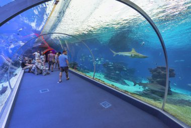 İsrail 'deki Eilat akvaryumunda ziyaretçiler