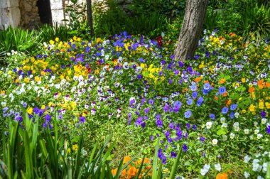 Girona Çiçek Festivali 