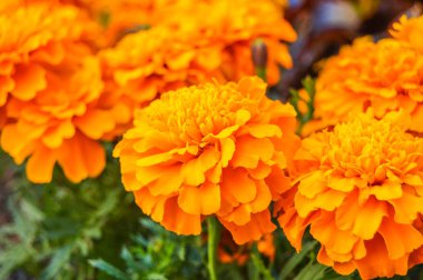 Girona Çiçek Festivali 