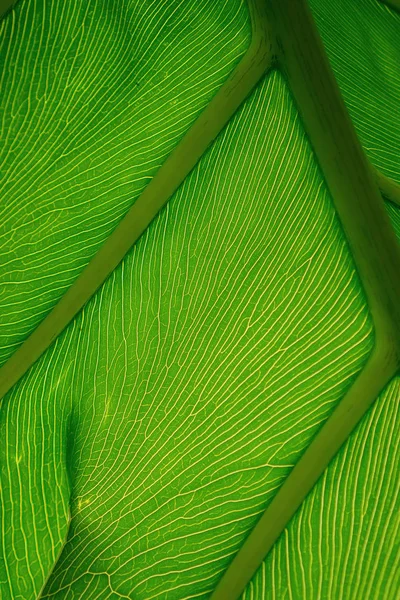 plant leaf showing the veins and nature wonder