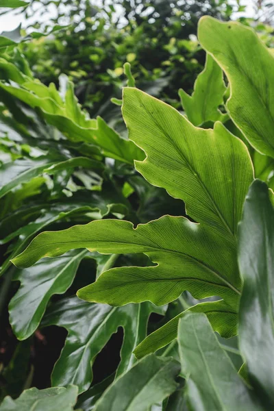 plant leaf showing the veins and nature wonder