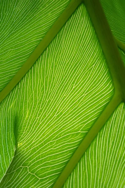 plant leaf showing the veins and nature wonder