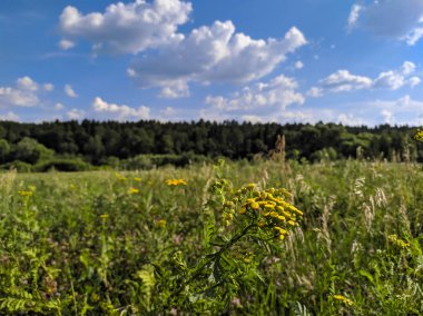 Skolkovo İnovasyon Merkezi, Moskova'nın Mozhaysky Bölgesinde inşa edilmekte olan yüksek teknolojili bir iş alanıdır.. 