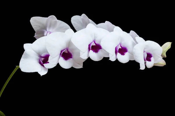 Flores Orquídeas Círculo Branco Com Fundo Preto — Fotografia de Stock