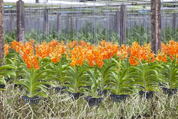 Vanda Orchid Blomma Tropisk Trädgård Blommig Bakgrund Selektivt Fokus Orange — Stockfoto