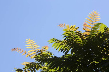 Sonbahar arka plan metin için boş alan bırakır. Arka plan yeşil sonbahar yaprakları ile düşer. Sonbahar Doğa görünümü. Sonbahar yaprakları tarafından güneş ışığı yaktı. Sonbahar yaprakları