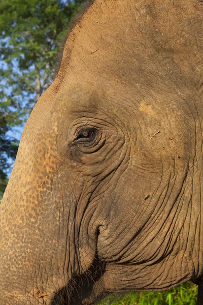 Close up shot of elephant\'s eye with parts of head, ear, neck, and trunk with natural wrinkled texture show concept of loneliness, tiredness, and hopeless