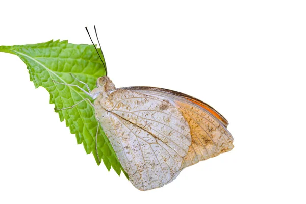 Mariposa Está Sobre Hojas Verdes Sobre Fondo Blanco — Foto de Stock