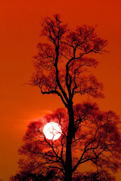 Одинокое Дерево Силуэт Открытое Поле Закате Ярко Оранжевый Пейзаж Фоне — стоковое фото