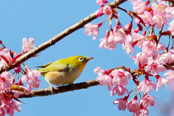  Japon beyaz göz (mejiro), Zosterops japonica, kuş Adası'nda şube pembe çiçekler arkasında vardır..