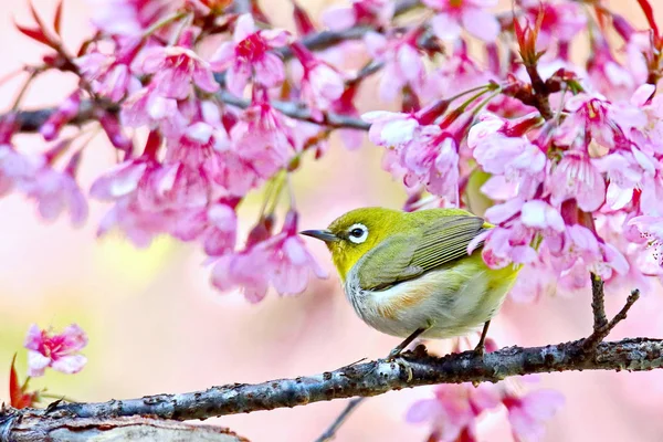  Japon beyaz göz (mejiro), Zosterops japonica, kuş Adası'nda şube pembe çiçekler arkasında vardır..