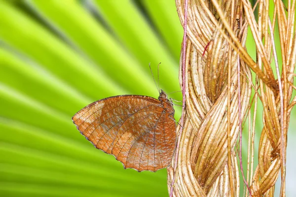 Mariposa Marrón Sobre Planta Verde Jardín Sobre Vid — Foto de Stock