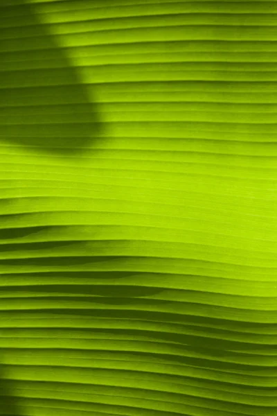 バナナ新鮮な葉テクスチャ または葉の背景デザイン 光と影の美しい質感 — ストック写真
