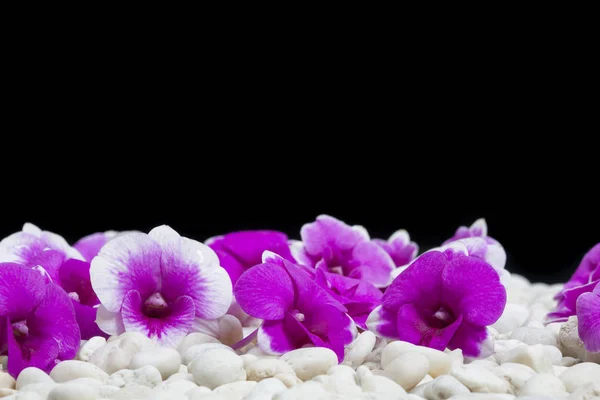 Rosa Orchideen Blühen Auf Einem Steinernen Hintergrund Platz Für Den — Stockfoto