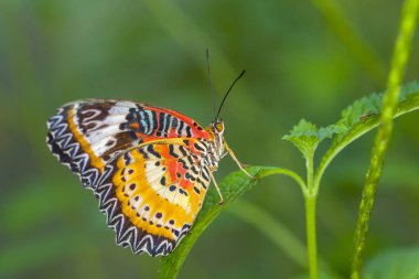 Monarch kelebek üzerindeki yaprak orman.