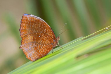 Monarch Kelebek üzerindeki yaprak ormanın içinde. Doğada güzel kelebek.