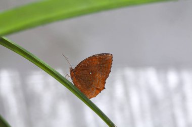 Monarch Kelebek üzerindeki yaprak ormanın içinde. Doğada güzel kelebek.