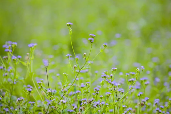 森の背景で春に小さな青い花シラーの開花 — ストック写真