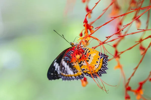 Stora Träd Nymfer Fjäril Och Blomma Vacker Fjäril Röd Blomma — Stockfoto