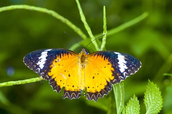 Μονάρχης Πεταλούδα Ένα Φύλλο Μέσα Στο Δάσος — Φωτογραφία Αρχείου