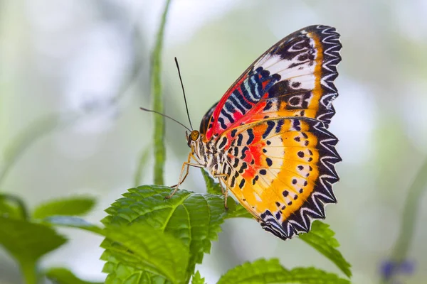 Monarchfalter Auf Einem Blatt Wald — Stockfoto