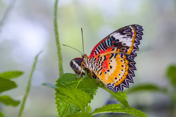 Borboleta Monarca Uma Folha Floresta — Fotografia de Stock