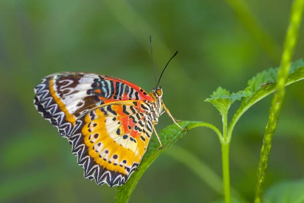 Borboleta Monarca Uma Folha Floresta — Fotografia de Stock