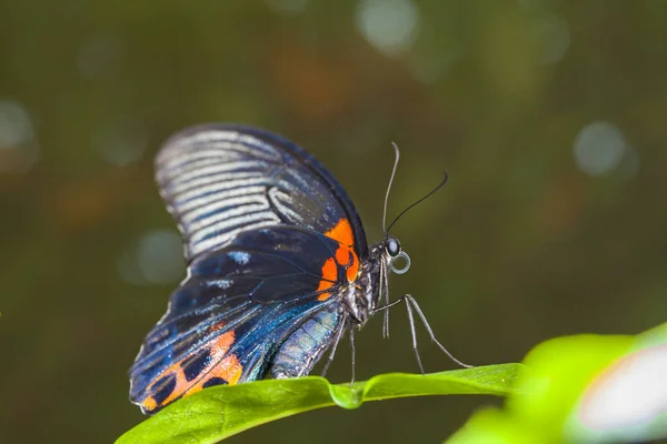 Monarkfjärilen Ett Löv Skogen Vacker Fjäril Naturen — Stockfoto