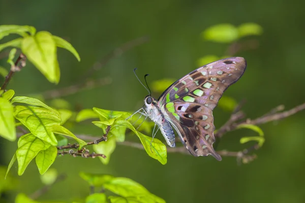 Μονάρχης Πεταλούδα Ένα Φύλλο Μέσα Στο Δάσος Όμορφη Πεταλούδα Στη — Φωτογραφία Αρχείου
