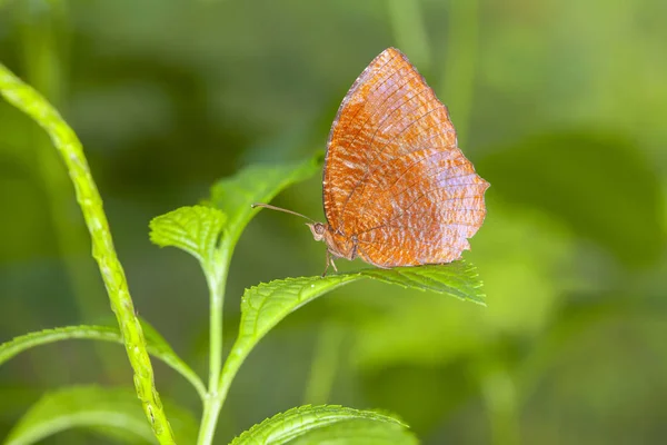 Borboleta Monarca Uma Folha Floresta Bela Borboleta Natureza — Fotografia de Stock