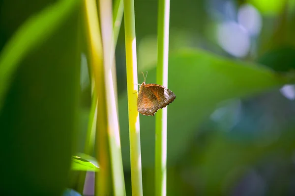 Bosque Brown Butterfly Island Hermoso Perfecto — Foto de Stock