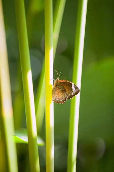 Brown Butterfly Island Forest Dans Une Belle Parfaite — Photo