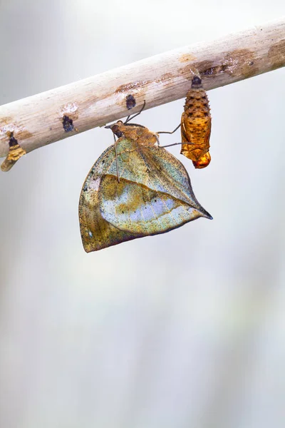 一排准备出现蛹的平原虎蝶 Danaus 克里斯帕斯 粘在一根棍子上 一只蝴蝶从蛹中孵化出来 正在扩张它的翅膀 在白色背景上被隔离 — 图库照片