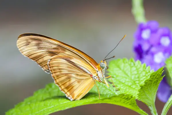 Vacker Fjäril Sitter Gröna Blad Tropiska Insekt Den Naturliga Livsmiljön — Stockfoto