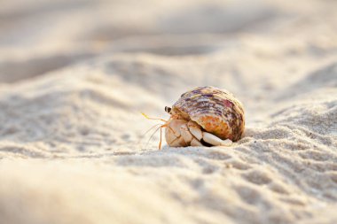 Pavurya dışarı kabuk yerel Tamam plaj ortamında araştırıyor için