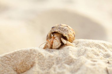 Pavurya dışarı kabuk yerel Tamam plaj ortamında araştırıyor için
