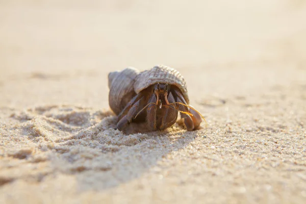 Hermit Crab Get Out Shell Explores Environment Local Seychelle Beach — Stock Photo, Image