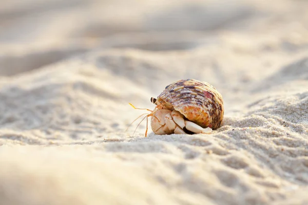 Hermit Crab Get Out Shell Explores Environment Local Seychelle Beach — Stock Photo, Image