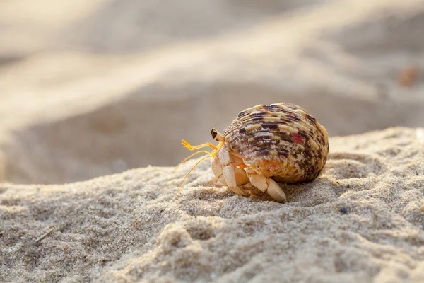 Hermit Crab Get Out Shell Explores Environment Local Seychelle Beach — Stock Photo, Image