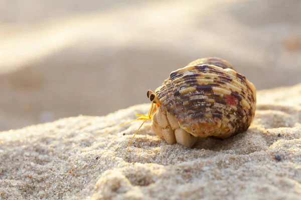 Small Hermit Crab Sand Island Koh Mook Thailand Hermit Crab — Stock Photo, Image