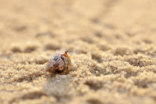 Hermit Crab Get Out Shell Explores Environment Local Seychelle Beach — Stock Photo, Image