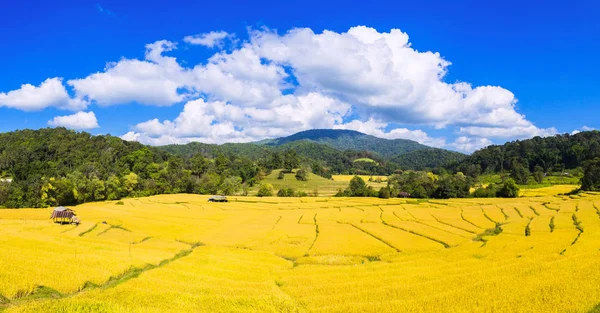 Panorama Lanskap Sawah Emas Provinsi Mae Hong Son Kecamatan Khun — Stok Foto