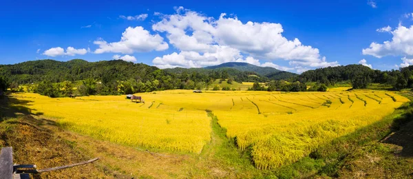 クンユワム郡タイ メーホンソン県の金田んぼのパノラマ風景 — ストック写真